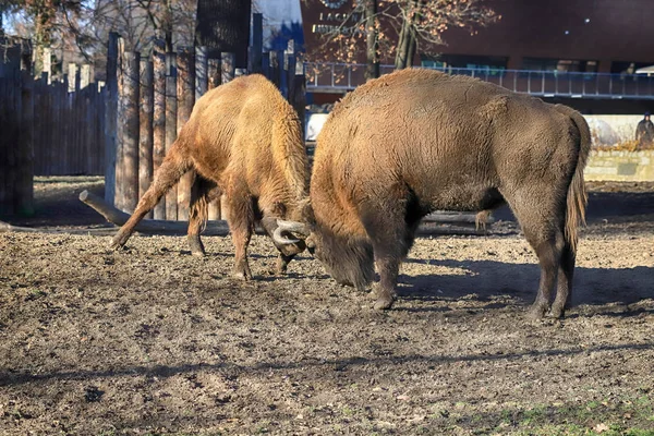 Wroclaw Poland January 2020 European Bison Bison Bonasus Also Known — Stock Photo, Image