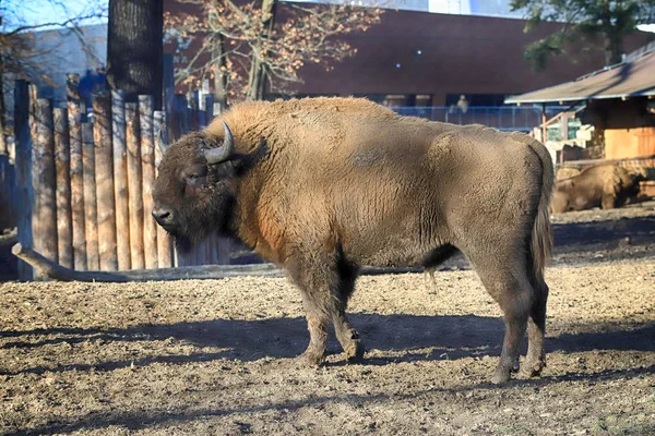 波兰弗罗茨拉夫 2020年1月21日 欧洲野牛 Bison Bonasus 又称欧洲野牛 是一种欧亚野牛 波兰弗罗茨拉夫动物园 — 图库照片