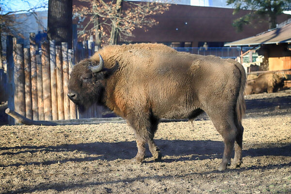 ВРОКЛО, ПОЛЬША - 21 ЯНВАРЯ 2020: Европейский бизон (Bison bonasus), также известный как мудрый, или европейский древесный бизон, является евразийским видом бизона. Зоопарк во Вроцлаве, Польша
.