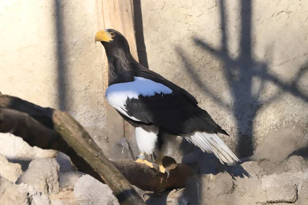 Wroclaw Pologne Janvier 2020 Aigle Queue Blanche Haliaeetus Albicilla Est — Photo