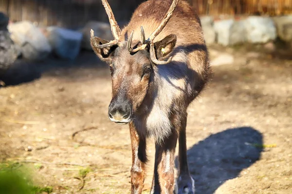 Wroclaw Polen Januari 2020 Renarna Rangifer Tarandus Även Känd Som — Stockfoto