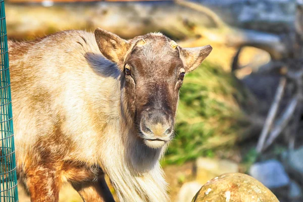 Wroclaw Polen Januari 2020 Renarna Rangifer Tarandus Även Känd Som — Stockfoto