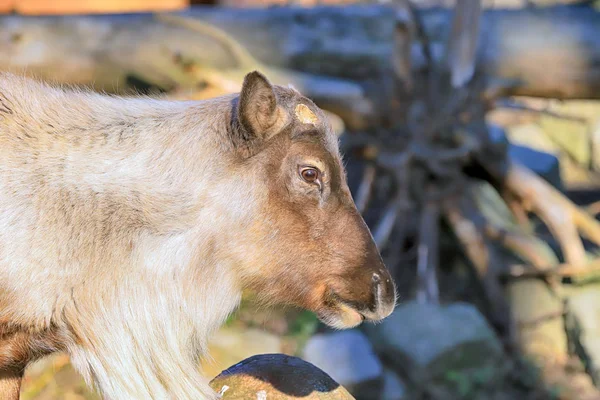 波兰弗罗茨拉夫 2020年1月21日 北美驯鹿 Rangifer Tarandus 也被称为北美驯鹿 波兰弗罗茨拉夫动物园 — 图库照片