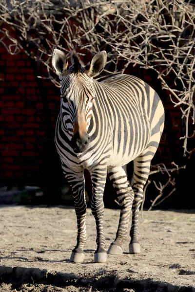 Wroclaw Polen Januar 2020 Zebras Sind Mehrere Arten Afrikanischer Equiden — Stockfoto