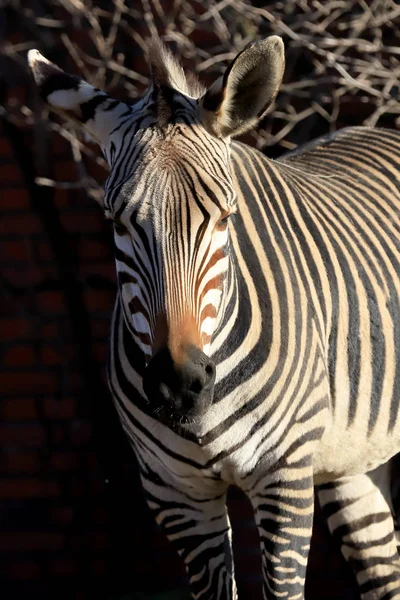 Wroclaw Polen Januar 2020 Zebras Sind Mehrere Arten Afrikanischer Equiden — Stockfoto