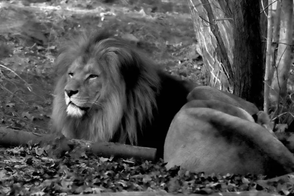 Wroclaw Pologne Janvier 2020 Lion Angolais Panthera Leo Melanochaita Zoo — Photo