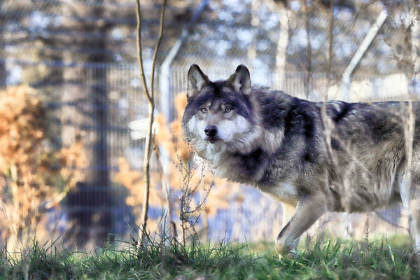WROCLAW, POLAND - JANUARY 21, 2020: The wolf (Canis lupus), also known as the gray wolf or grey wolf, is a large canine native to Eurasia and North America. ZOO in Wroclaw, Poland.