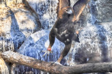 Wroclaw, Polonya - 21 Ocak 2020: Şahinler, Accipitridae familyasından yırtıcı bir kuş türü. Wroclaw, Polonya Hayvanat Bahçesi.