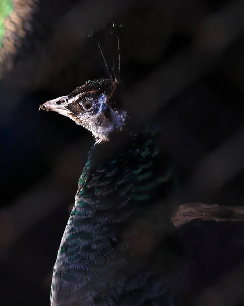 Wroclaw Polen Januari 2020 Peafowl Een Algemene Naam Voor Drie — Stockfoto