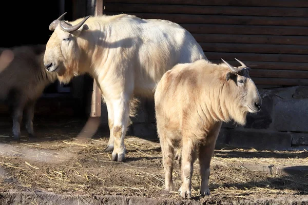 波兰弗罗茨拉夫 Wroclaw Poland 2020年1月21日 塔克林羊 Takin 也被称为 非洲山羊 Cattle Chamois — 图库照片