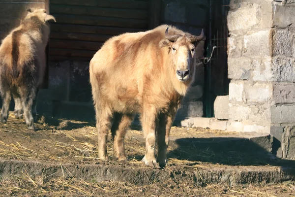 波兰弗罗茨拉夫 Wroclaw Poland 2020年1月21日 塔克林羊 Takin 也被称为 非洲山羊 Cattle Chamois — 图库照片
