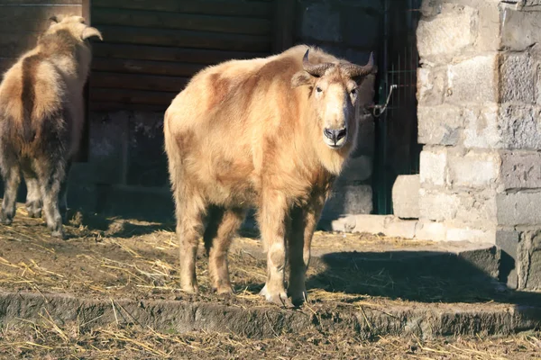 Wroclaw Pologne Janvier 2020 Takin Aussi Appelé Chamois Bétail Chèvre — Photo