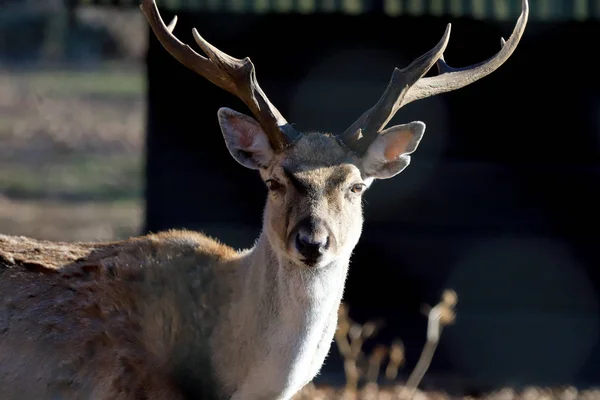 Wroclaw Poland January 2020 Persian Fallow Deer Dama Dama Mesopotamica — Stock Photo, Image