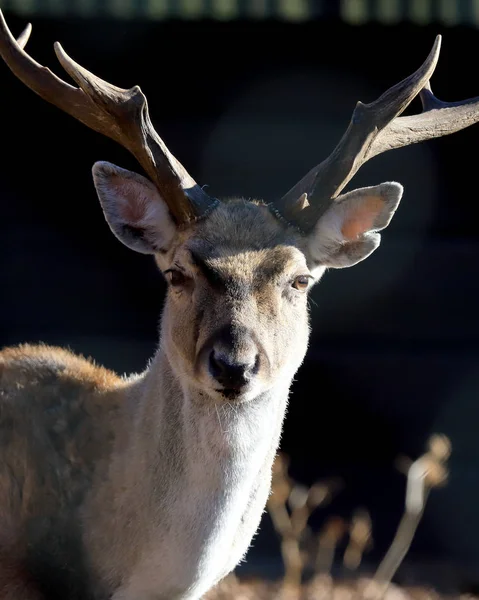 Wroclaw Poland January 2020 Persian Fallow Deer Dama Dama Mesopotamica — Stock Photo, Image