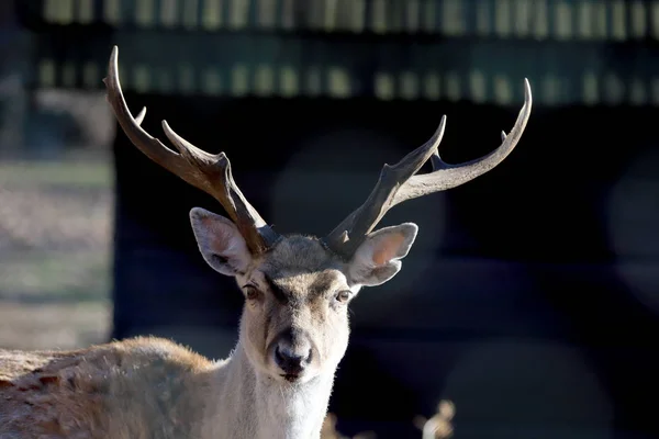 Wroclaw Poland January 2020 Persian Fallow Deer Dama Dama Mesopotamica — Stock Photo, Image