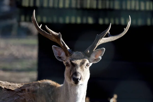 Wroclaw Poland January 2020 Persian Fallow Deer Dama Dama Mesopotamica — Stock Photo, Image