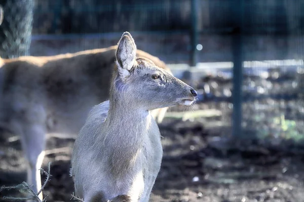 Wroclaw Poland January 2020 Barasingha Also Called Swamp Deer Deer — Stock Photo, Image