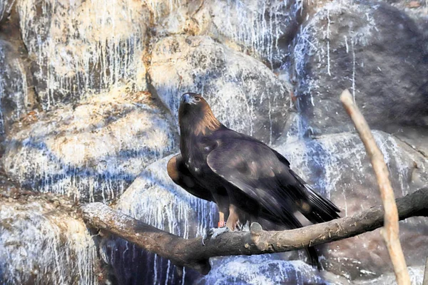 波兰弗罗茨拉夫 2020年1月21日 鹰类是一种中等规模的白天捕食鸟类 属于幼鸟科 波兰弗罗茨拉夫动物园 — 图库照片
