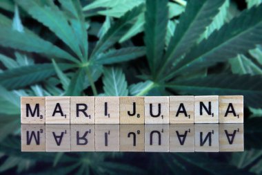 Wroclaw, Polonya - 23 Şubat 2020: Arkaplanda scrabble harfleri ve marihuana yapraklarından yapılmış marihuana kelimesi. Uyuşturucu politikası. Esrarın yasallaştırılması.