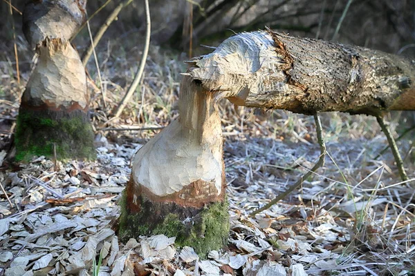 Wroclaw Polonia Marzo 2020 Danni All Albero Castoro Natura 2000 — Foto Stock