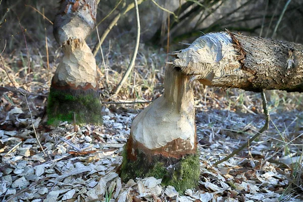 Wroclaw Poland March 2020 Kerusakan Pohon Berang Berang Natura 2000 — Stok Foto