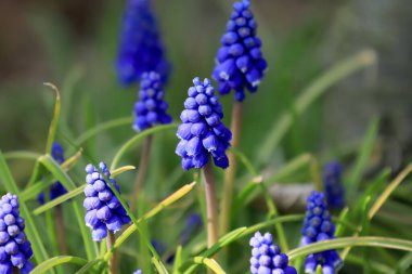 Polonya, Avrupa 'da ilkbaharın başlarında çayırdaki güzel mor çiçek (Muscari armeniacum).