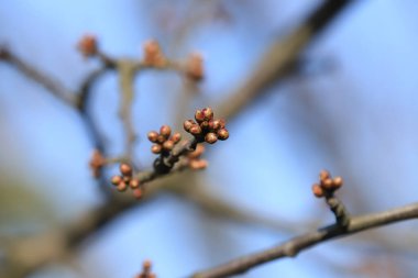 Polonya 'da ilkbaharın başlarında ağaçlardaki tomurcuklar.