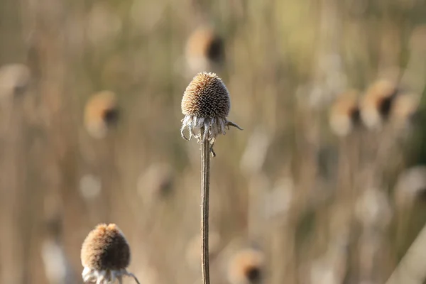 Fleurs Sèches Dans Prairie Début Printemps Rudbeckia Est Genre Plantes — Photo