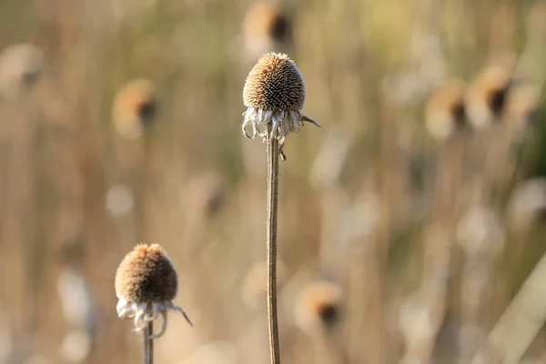 Fleurs Sèches Dans Prairie Début Printemps Rudbeckia Est Genre Plantes — Photo