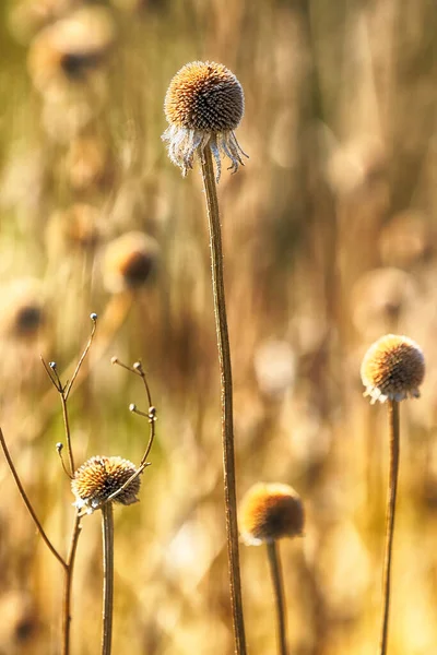 Száraz Virágok Réten Kora Tavasszal Rudbeckia Egy Növény Nemzetség Napraforgó — Stock Fotó