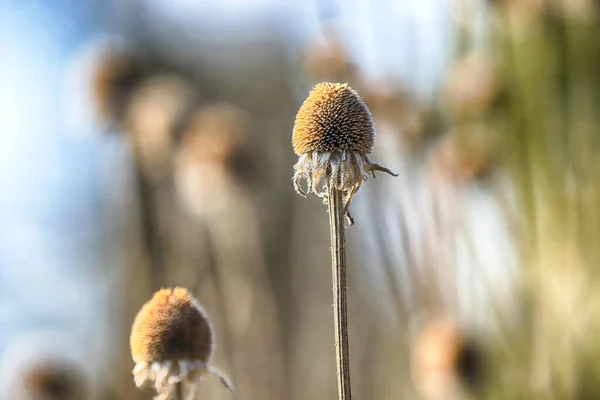 Fleurs Sèches Dans Prairie Début Printemps Rudbeckia Est Genre Plantes — Photo