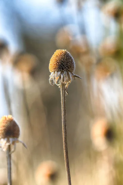 Fleurs Sèches Dans Prairie Début Printemps Rudbeckia Est Genre Plantes — Photo