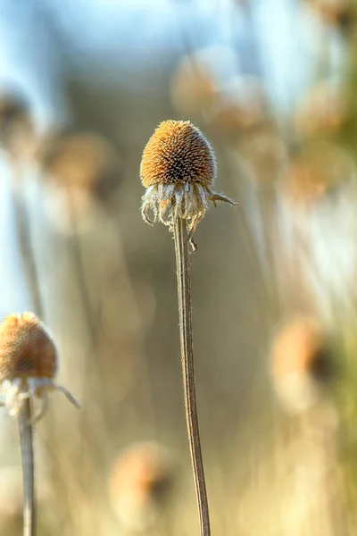 Száraz Virágok Réten Kora Tavasszal Rudbeckia Egy Növény Nemzetség Napraforgó — Stock Fotó
