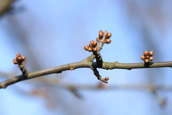 Erste Knospen Bäumen Vorfrühling Polen — Stockfoto