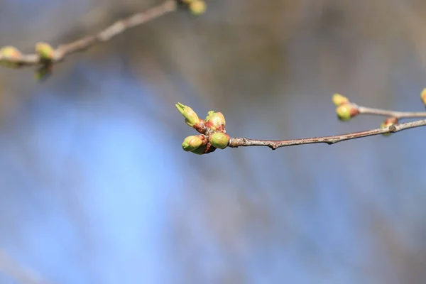 First buds on trees in early spring in Poland.