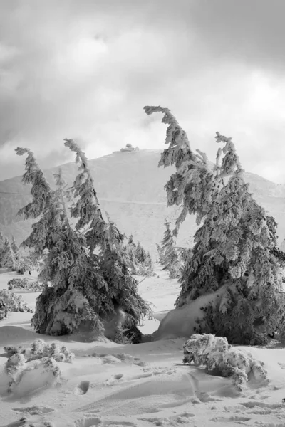 KARPACZ, POLAND - MARCH 08, 2020: Snezka or Sniezka (in Czech and Polish) is a mountain on the border between the Czech Republic and Poland. Winter landscape. Giant Mountains, Poland, Europe.