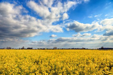 Mayıs ayı başında Wroclaw, Polonya yakınlarında güneşli bir günde çiçek açan tecavüz tohumu tarlası. Bahar manzarası.