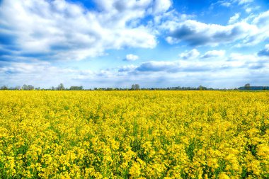 Mayıs ayı başında Wroclaw, Polonya yakınlarında güneşli bir günde çiçek açan tecavüz tohumu tarlası. Bahar manzarası.