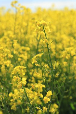 Mayıs başında güneşli bir günde açan kolza tohumu.