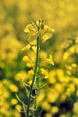 Mayıs başında güneşli bir günde açan kolza tohumu.