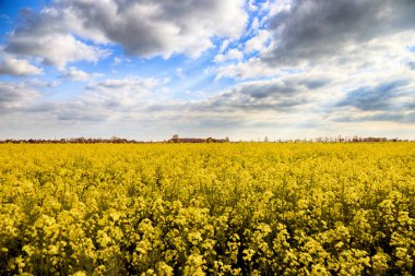 Mayıs ayı başında Wroclaw, Polonya yakınlarında güneşli bir günde çiçek açan tecavüz tohumu tarlası. Bahar manzarası.