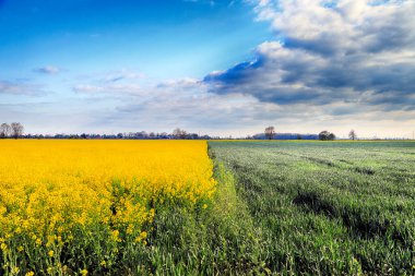 Mayıs ayı başında Wroclaw, Polonya yakınlarında güneşli bir günde çiçek açan tecavüz tohumu tarlası. Bahar manzarası.