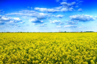 Mayıs ayı başında Wroclaw, Polonya yakınlarında güneşli bir günde çiçek açan tecavüz tohumu tarlası. Bahar manzarası.