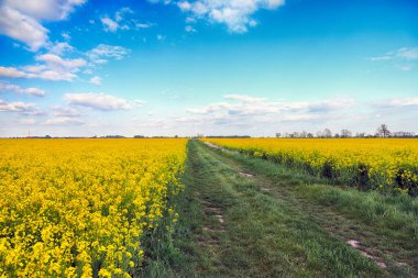 Mayıs ayı başlarında Wroclaw, Polonya yakınlarında güneşli bir günde açan kolza tohumu tarlaları arasında boş, yerel bir yol. Bahar manzarası.