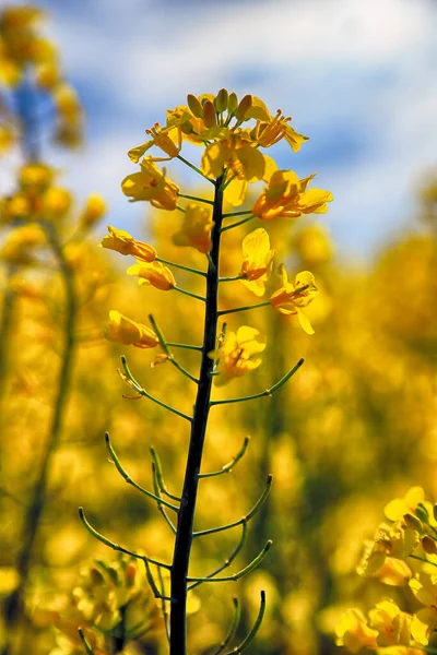 Kvetoucí Řepka Slunečný Den Začátku Května — Stock fotografie
