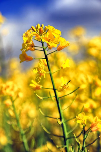 Colza Flor Día Soleado Principios Mayo —  Fotos de Stock