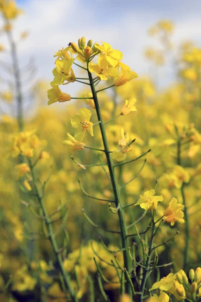 Blooming Rapeseed Sunny Day Early May — Stock Photo, Image
