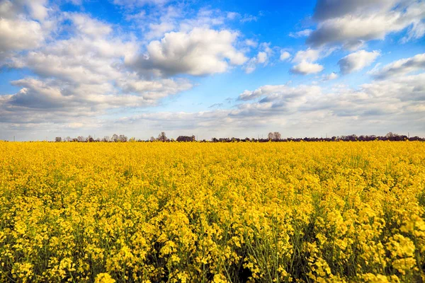 Blühendes Rapsfeld Einem Sonnigen Tag Anfang Mai Der Nähe Von — Stockfoto