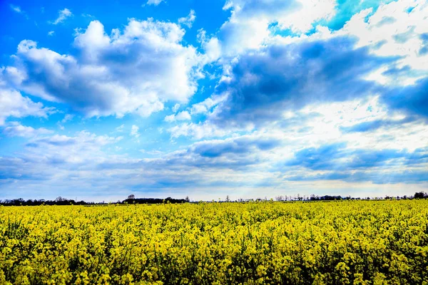 五月初的一个阳光灿烂的日子 波兰弗罗茨拉夫附近盛开的菜籽田 — 图库照片