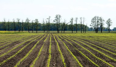 Mayıs ayının ortasında Wroclaw, Polonya yakınlarında yeni ekilmiş mısır tarlası..
